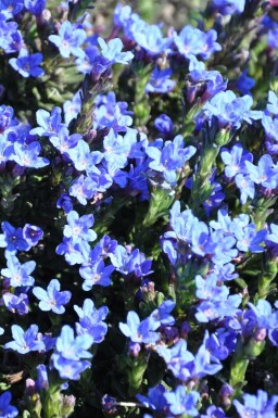 Glandore prostrée Lithodora diffusa 'Heavenly Blue' 5-10 Pot 9x9 cm (P9) Lithodora diffusa 'Heavenly Blue'