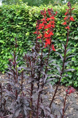 Lobélie écarlate Lobelia fulgens 'Queen Victoria' 5-10 Pot 9x9 cm (P9) Lobelia fulgens 'Queen Victoria'