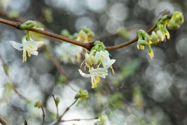 Lonicera fragrantissima C12 60-80