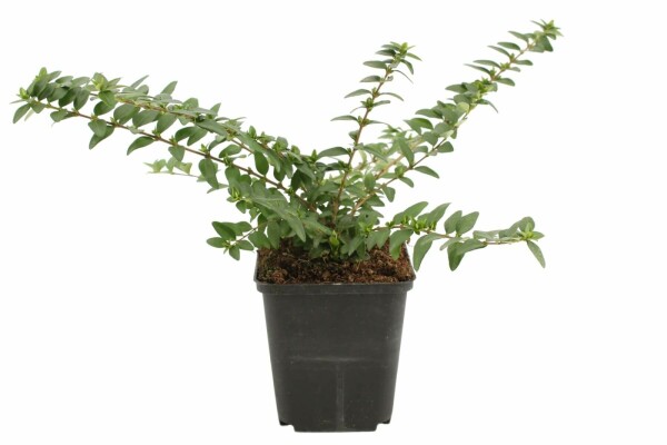 Lonicera nitida 'Maigrün' arbuste 5-10 cm