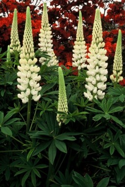 Lupin Lupinus 'Noble Maiden' 5-10 Pot 9x9 cm (P9)