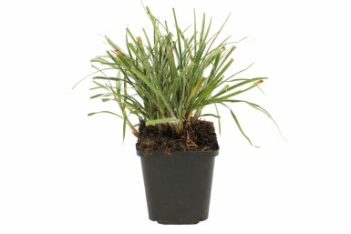 Luzule Blanche Luzula nivea 5-10 Pot 9x9 cm (P9) Luzula nivea