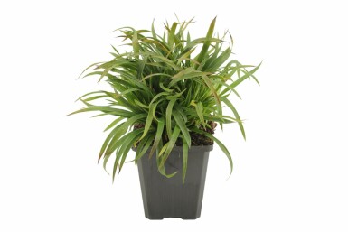 Luzule poilue Luzula pilosa 'Igel' 5-10 Pot 9x9 cm (P9) Luzula pilosa 'Igel'