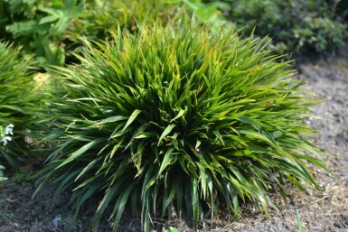 Luzule poilue Luzula pilosa 'Igel' 5-10 Pot 9x9 cm (P9)