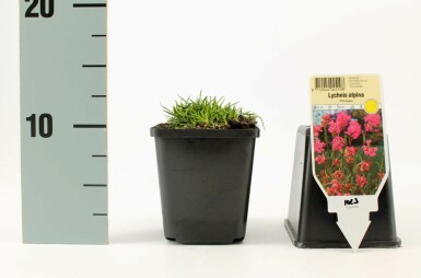 Viscaire des Alpes Lychnis alpina 'Rosea' 5-10 Pot 9x9 cm (P9)