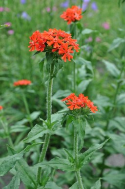 Lychnide de Chalcédoine Lychnis chalcedonica 5-10 Pot 9x9 cm (P9)