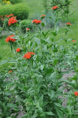 Lychnide de Chalcédoine Lychnis chalcedonica 5-10 Pot 9x9 cm (P9)