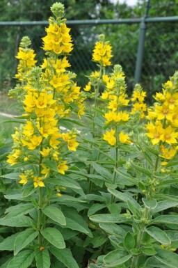 Lysimaque ponctuée Lysimachia punctata 5-10 Pot 9x9 cm (P9)