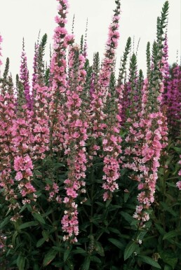 Salicaire commune Lythrum salicaria 'Blush' 5-10 Pot 9x9 cm (P9) Lythrum salicaria 'Blush'