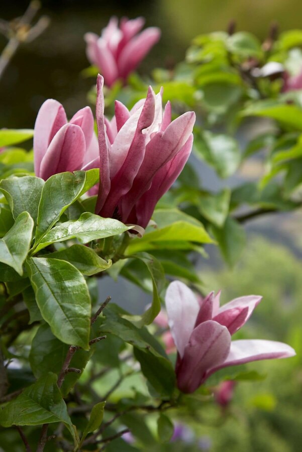 Magnolia Magnolia 'Susan' Arbuste 20-30 Pot 3 l (C3) Magnolia 'Susan' arbuste 20-30 cm