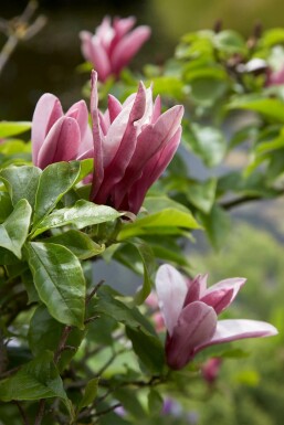 Magnolia Magnolia 'Susan' Arbuste 20-30 Pot 3 l (C3)