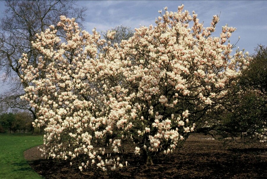 Magnolia de Soulange-bodin Magnolia soulangeana Arbuste 125-150 Pot 12 l (C12) Magnolia soulangeana arbuste 125-150 cm