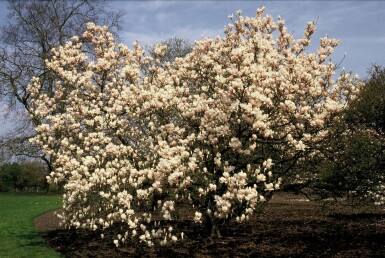 Magnolia de Soulange-bodin Magnolia soulangeana Arbuste 125-150 Pot 12 l (C12) Magnolia soulangeana arbuste 125-150 cm