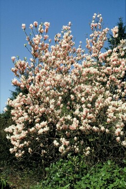 Magnolia de Soulange-bodin Magnolia soulangeana Arbuste 20-30 Pot 2 l (C2) Magnolia soulangeana arbuste 20-30 cm