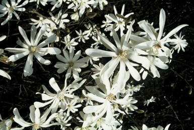 Magnolia stellata C12 80-100