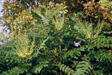 Épine-vinette des jardins Mahonia media 'Winter Sun' Arbuste 60-80 Pot 12 l (C12) Mahonia media 'Winter Sun' arbuste 60-80 cm