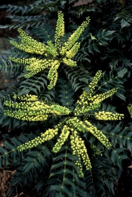 Mahonia × media 'Winter Sun' C3 20-30