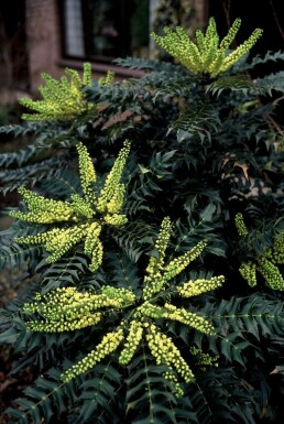 Mahonia × media 'Winter Sun' C3 20-30