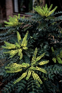 Épine-vinette des jardins Mahonia × media 'Winter Sun' Arbuste 20-30 Pot 3 l (C3)