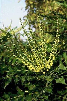 Épine-vinette des jardins Mahonia × media 'Winter Sun' Arbuste 20-30 Pot 3 l (C3)