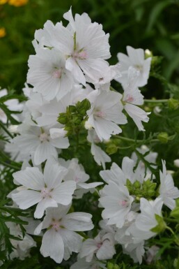 Mauve musquée Malva moschata 'Alba' 5-10 Pot 9x9 cm (P9)