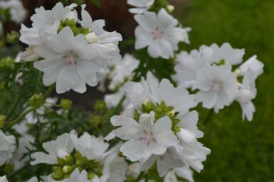 Mauve musquée Malva moschata 'Alba' 5-10 Pot 9x9 cm (P9)