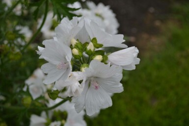 Mauve musquée Malva moschata 'Alba' 5-10 Pot 9x9 cm (P9)