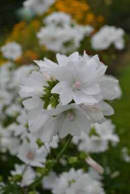 Mauve musquée Malva moschata 'Alba' 5-10 Pot 9x9 cm (P9)