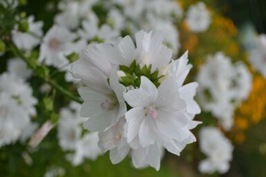 Mauve musquée Malva moschata 'Alba' 5-10 Pot 9x9 cm (P9)