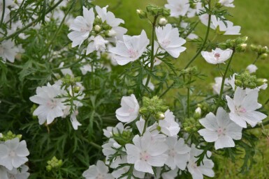 Mauve musquée Malva moschata 'Alba' 5-10 Pot 9x9 cm (P9)