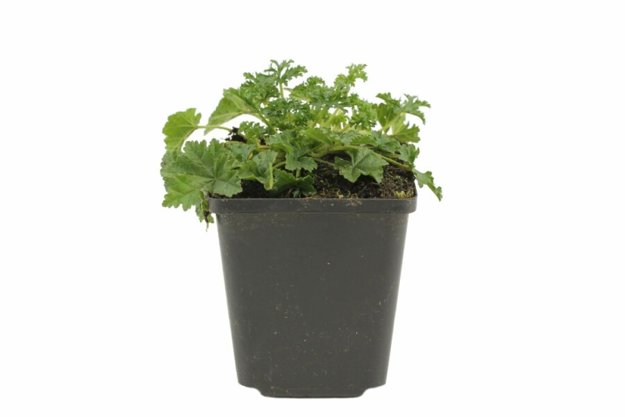 Mauve musquée Malva moschata 'Rosea' 5-10 Pot 9x9 cm (P9) Malva moschata 'Rosea'