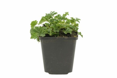 Mauve musquée Malva moschata 'Rosea' 5-10 Pot 9x9 cm (P9) Malva moschata 'Rosea'