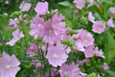 Mauve musquée Malva moschata 'Rosea' 5-10 Pot 9x9 cm (P9)