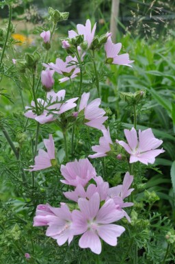 Mauve musquée Malva moschata 'Rosea' 5-10 Pot 9x9 cm (P9)