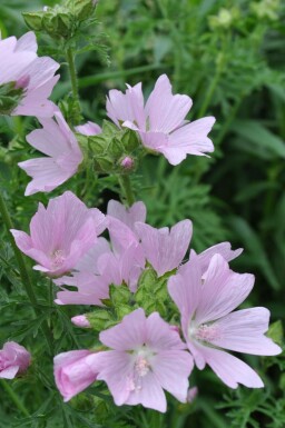 Mauve musquée Malva moschata 'Rosea' 5-10 Pot 9x9 cm (P9)