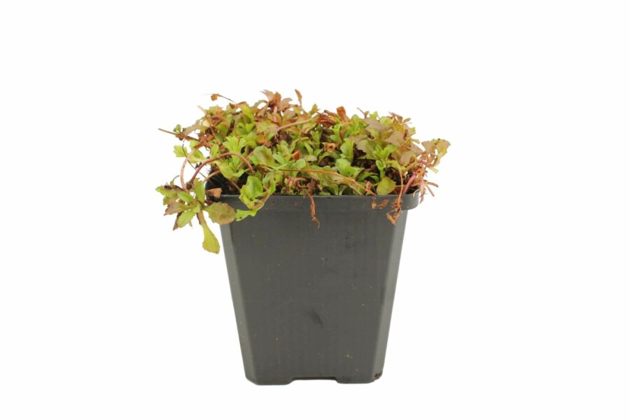 Mazus de miquel Mazus reptans 5-10 Pot 9x9 cm (P9) Mazus reptans