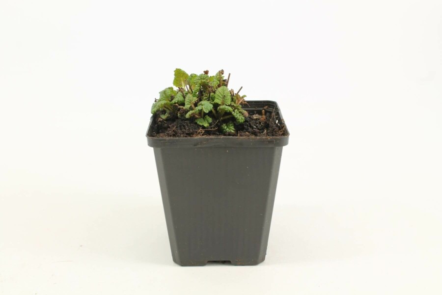 Mélisse officinale Melissa officinalis 5-10 Pot 9x9 cm (P9) Melissa officinalis