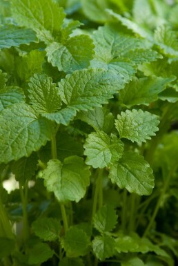Mélisse officinale Melissa officinalis 5-10 Pot 9x9 cm (P9) Melissa officinalis