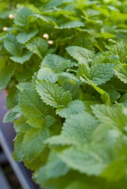 Mélisse officinale Melissa officinalis 5-10 Pot 9x9 cm (P9) Melissa officinalis
