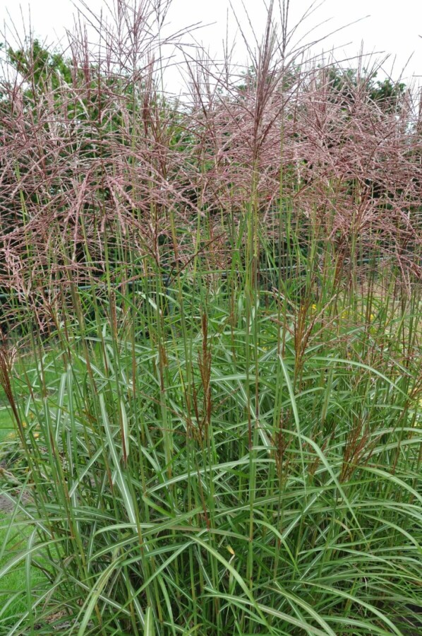 Miscanthus de Chine Miscanthus sinensis 'Ferner Osten' 10-15 Pot 1 l (P11) Miscanthus sinensis 'Ferner Osten'