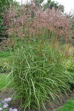 Miscanthus de Chine Miscanthus sinensis 'Ferner Osten' 5-10 Pot 9x9 cm (P9)