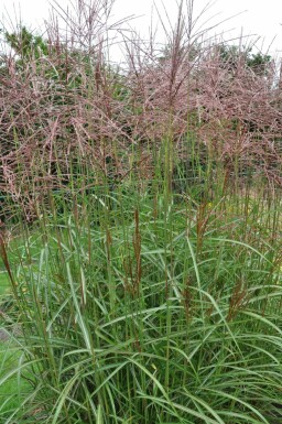 Miscanthus de Chine Miscanthus sinensis 'Ferner Osten' 5-10 Pot 9x9 cm (P9)