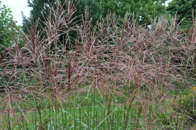 Miscanthus de Chine Miscanthus sinensis 'Ferner Osten' 5-10 Pot 9x9 cm (P9)