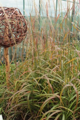 Miscanthus de Chine Miscanthus sinensis 'Ghana' 5-10 Pot 9x9 cm (P9) Miscanthus sinensis 'Ghana'