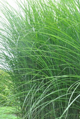 Miscanthus de Chine Miscanthus sinensis 'Gracillimus' 10-15 Pot 1 l (P11) Miscanthus sinensis 'Gracillimus'