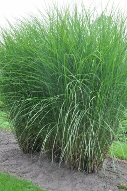 Miscanthus de Chine Miscanthus sinensis 'Gracillimus' 5-10 Pot 9x9 cm (P9)