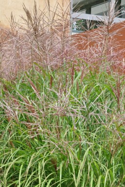 Miscanthus de Chine Miscanthus sinensis 'Kleine Silberspinne' 10-15 Pot 1 l (P11)