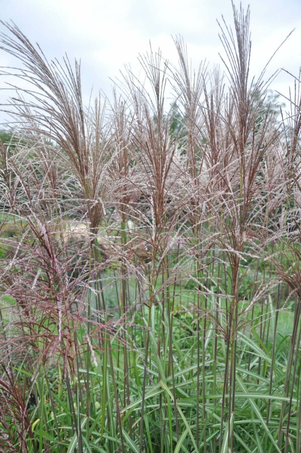 Miscanthus de Chine Miscanthus sinensis 'Malepartus' 10-15 Pot 1 l (P11) Miscanthus sinensis 'Malepartus'