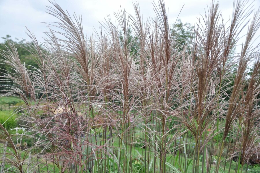 Miscanthus de Chine Miscanthus sinensis 'Malepartus' 10-15 Pot 1 l (P11) Miscanthus sinensis 'Malepartus'