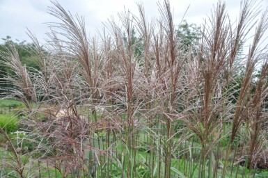 Miscanthus de Chine Miscanthus sinensis 'Malepartus' 10-15 Pot 1 l (P11) Miscanthus sinensis 'Malepartus'